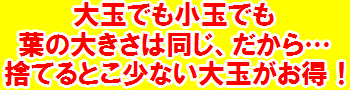 スナックパイン「大玉」4個入り「1玉=1,2kg前後」沖縄・石垣島産全国送料無料！