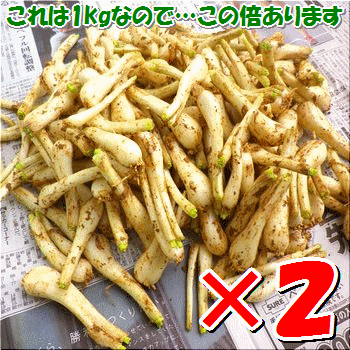 茎カット済・島らっきょう茎カット済での計量でオトク！約2kg入り・沖縄石垣島産全国送料無料！