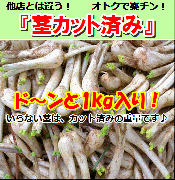 茎カット済・島らっきょう茎カット済での計量でオトク！約1kg入り・沖縄石垣島産全国送料無料！※時間指 ...