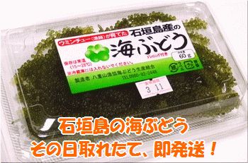 海ぶどう60g入×3パック収穫当日に！全国！※時間指定不可です