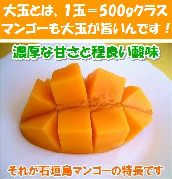 【2026年7月中旬から順次発送】訳あり・石垣島マンゴー大玉入り5kg箱（7〜12個入）...