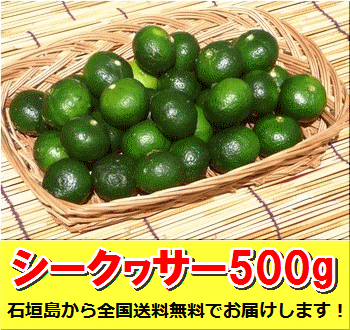 石垣島シークワサー500g入り約20〜30個入 沖縄・石垣島産 全国送料無料！ レターパック発送※時間指定不可