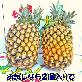 パイナップル パイン スナックパイン 島パイン 沖縄県産スナックパイン 6個入 送料無料 クール便配送 母の日 ギフト 人気 話題 甘い 金色 芯まで食べる 手でちぎれる