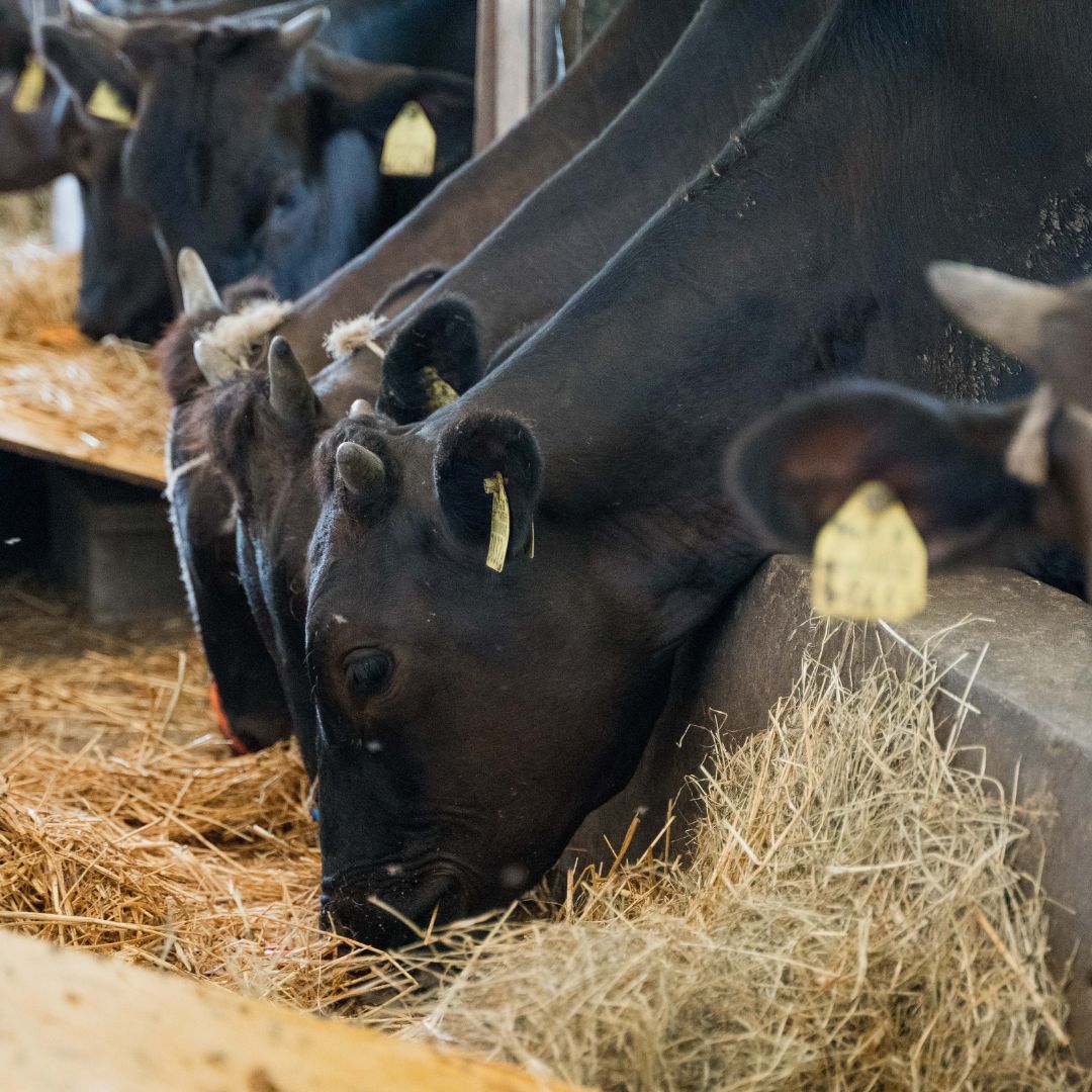 ���г����ۥߥ������ơ���150g��2�ġڥ��ơ����ѡ�