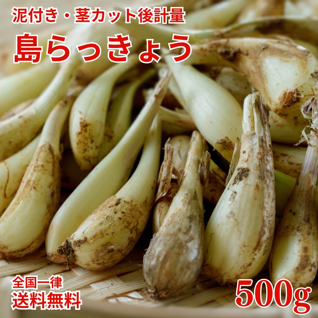 楽天市場】島らっきょう 500gの通販 楽天市場】島らっきょう 500gの通販
