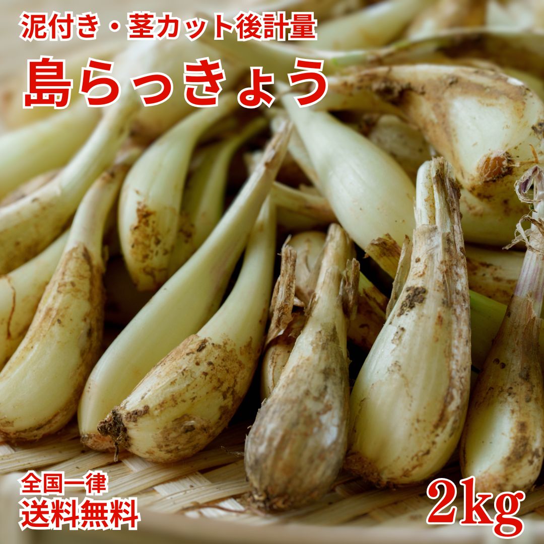 楽天市場】島 らっきょう 沖縄(らっきょう|野菜・きのこ 楽天市場】島 らっきょう 沖縄(らっきょう|野菜・きのこ