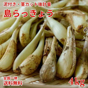 残りわずか! 茎カット済み島らっきょう約4kg入【全国送料無料】らっきょう・島らっきょう・贅沢・御祝・御礼・お取り寄せグルメ・石垣島・お取り寄せ・ギフト・プレゼント・島野菜・お中元・御中元・お歳暮