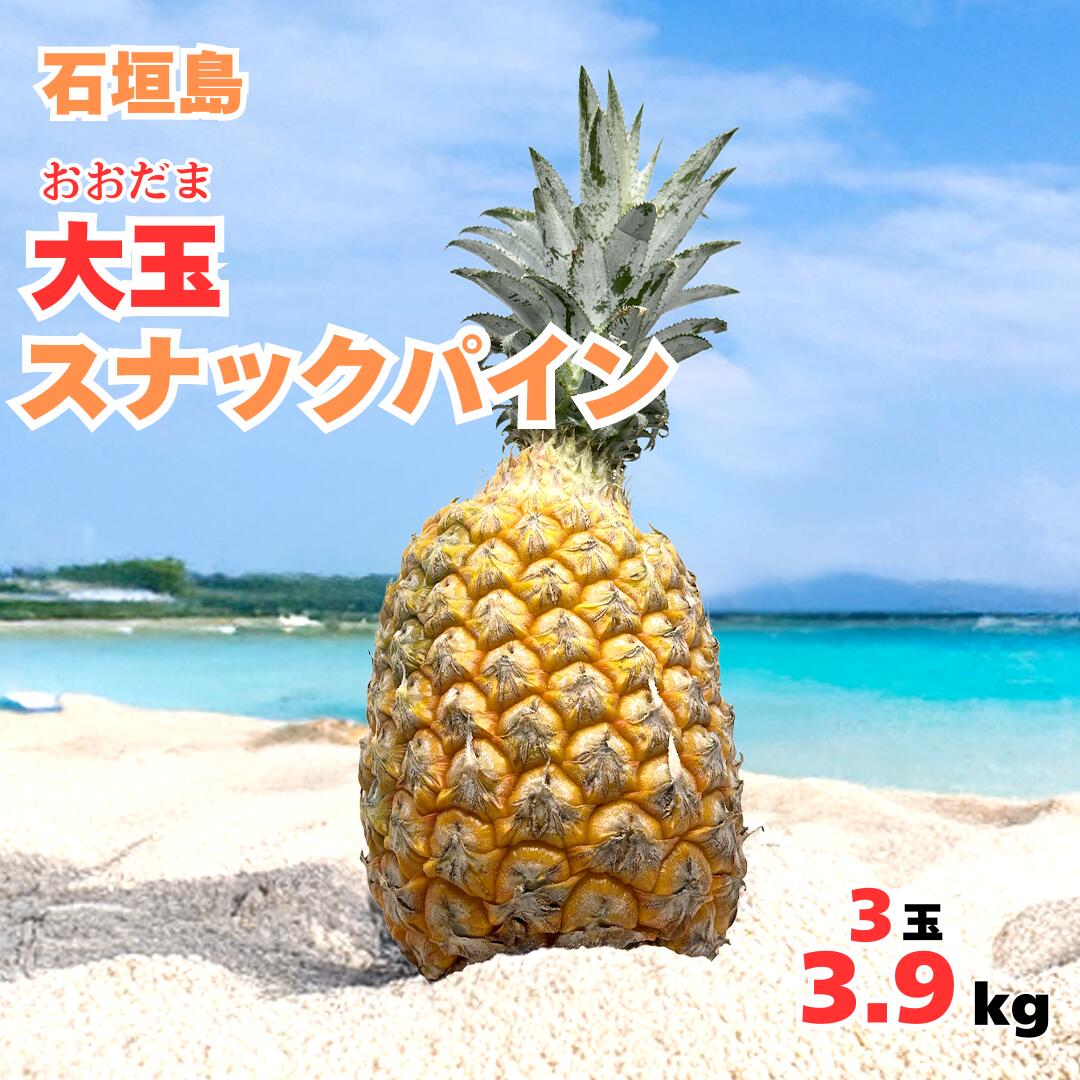 【2026年夏季発送先行販売】 大玉スナックパイン3玉3.9kg【全国送料無料】パインアップル・パイナップル・贅沢・御祝・御礼・お取り寄せグルメ・石垣島・お取り寄せ・ギフト・プレゼント・フルーツ・お中元・お歳暮
