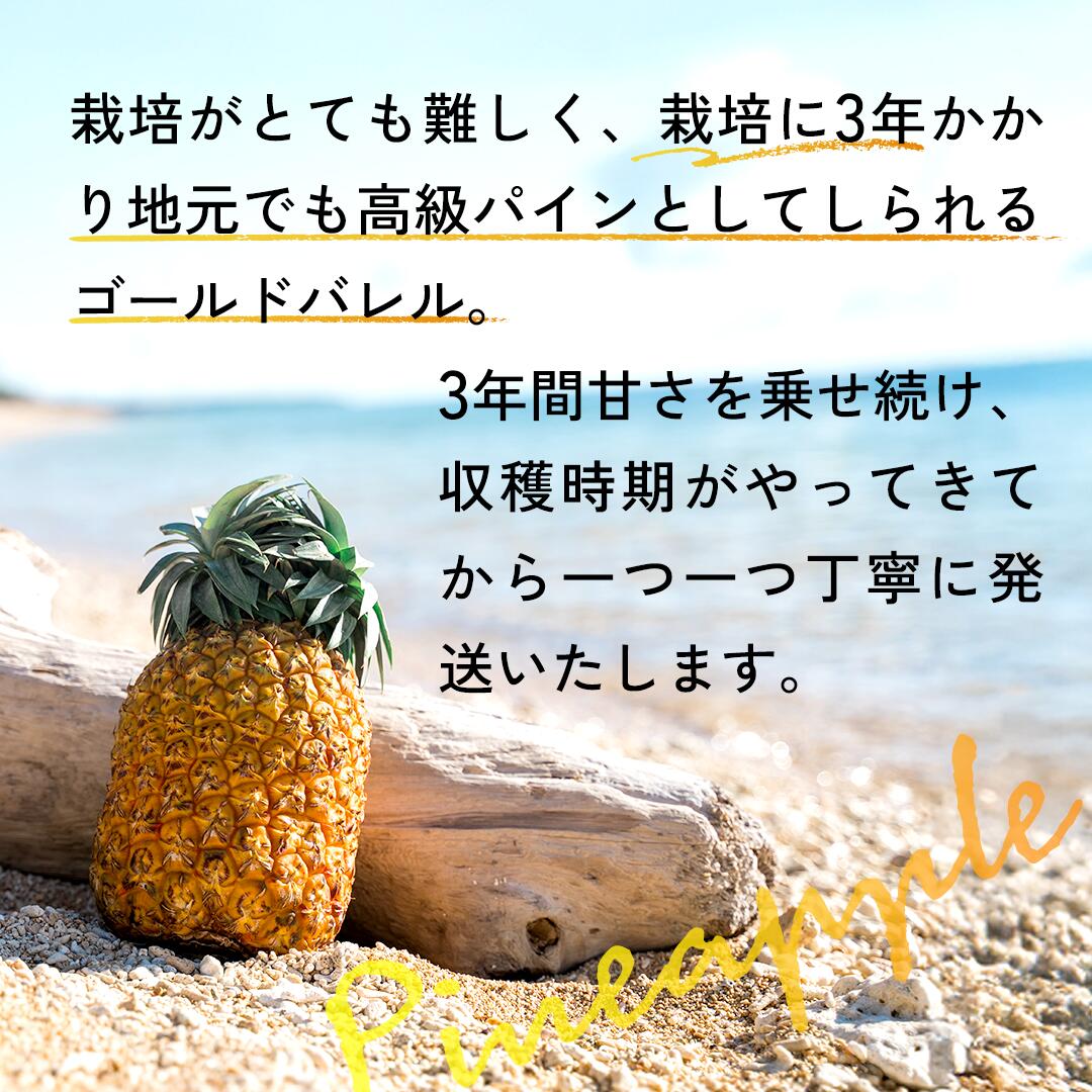 【2026年夏季発送先行販売】 ゴールドバレルパイン2玉約2.8kg~6玉約8.4kg【全国送...