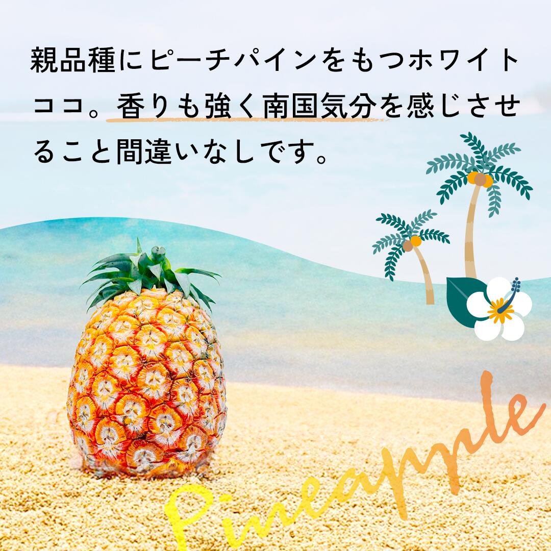 【2026年夏季発送先行販売】「ホワイトココ」パイン2023年登場の新品種！まずは味...
