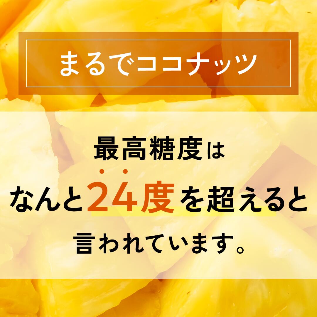 【2026年夏季発送先行販売】「ホワイトココ」パイン2023年登場の新品種！まずは味...