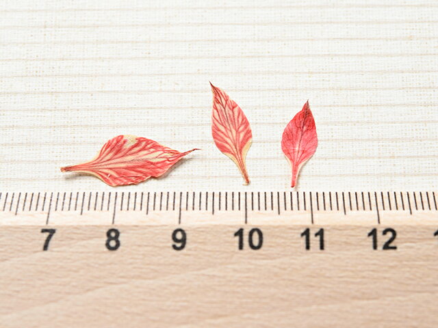 ������ȯ���� �ɥ饤�ե� �ɥ饤�꡼�� ��å�A 10�� �� �쥸�� �ѡ��� ���� ���� �ϥ�ɥᥤ�� �䲰 ����Ź