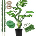 2本 園芸 支柱 曲げる モンステラ観葉植物 ポトス ヘゴ ココスティック 支柱 植物サポート つる性植物 ガーデニング支柱 花ささえ フラワースタンド つる性...