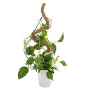 観葉植物 支柱 30cm モンステラ 支柱 園芸支柱 自由に曲げる 植物サポートフラワースタンド ガーデニング用 花ささえ コイアポール成長用 維持水分 養分維...