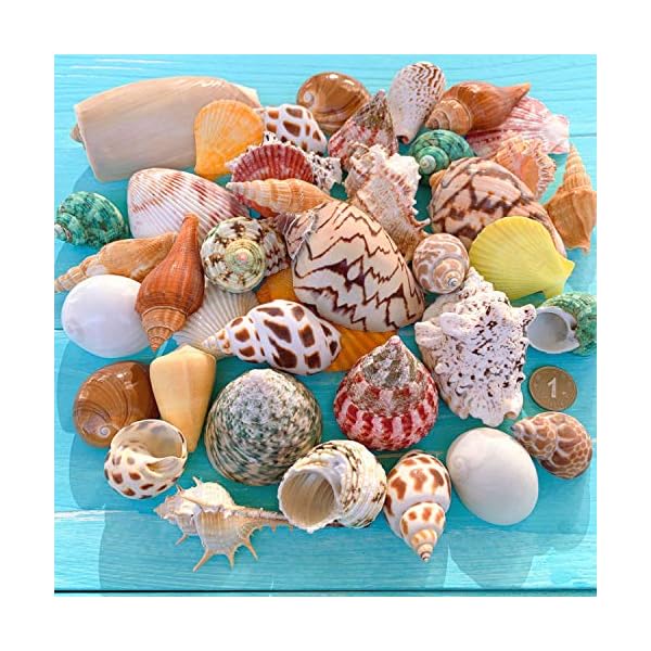 ԥޡåȤ㤨MUYYIKA ե   å ŷǺ ߥå ӡ  վ   Ź  ӡʪ 쥸 DIY 奨꡼ ꡼ѡ ʡפβǤʤ4,581ߤˤʤޤ