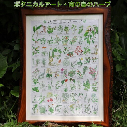 八重山のハーブ A1ポスター ボタニカルアート 絵画 A1サイズ ボタニカル アート ポスター 植物 ハーブ種類 ハーブの種類 植物画 a1サイズ ハーブの名前 両面ラミネート張り フレームなし 南の島のハーブ インテリアポスター インテリアアート イラストポスター ハーブ 図譜