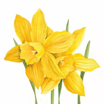PPD 素敵な ペーパーナプキン デコパージュ☆黄色い水仙 スイセン 花柄☆（Daffodils）（1枚/バラ売り）