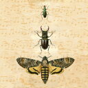 Paper+Design 可愛い ペーパーナプキン デコパージュ☆アンティーク調 昆虫 クワガタムシ 楽譜 音符☆(Bugs)(1枚/バラ売り)