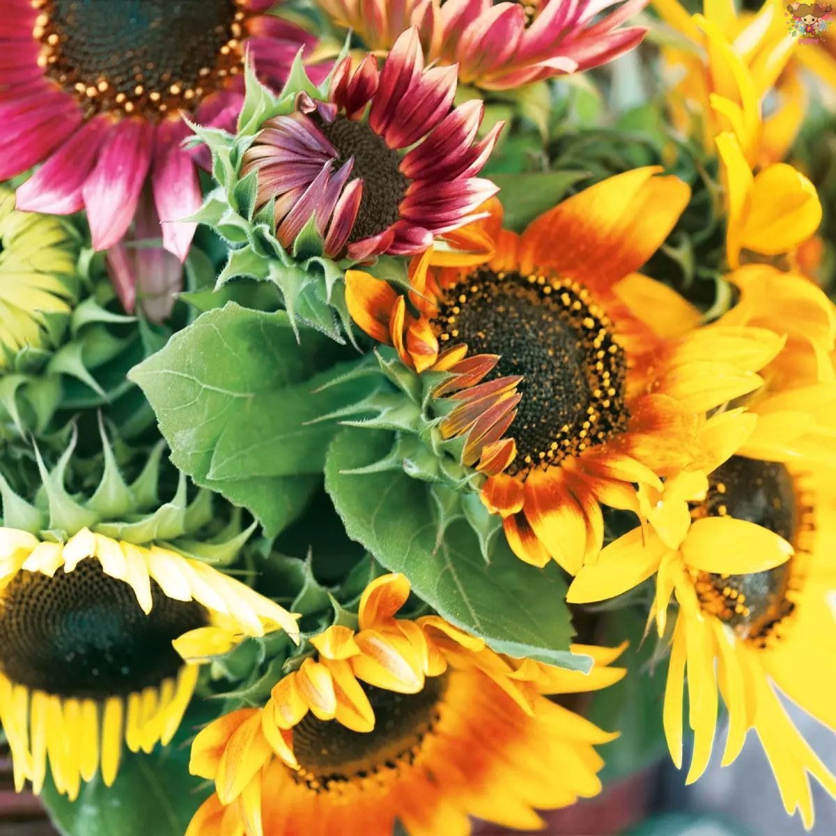 Rakuten - Nouveau ペーパーナプキン ☆Sunflower Bouquet☆（1枚/バラ売り）花柄 写真風 ひまわり ヒマワリ ブーケ デコパージュ 素敵 お洒落