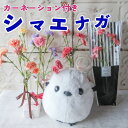 母の日 カーネーション シマエナガのぬいぐるみセット(5カラー)花 シマエナガ エナガ しまえなが 雪の妖精 母の日フラワーギフトプレゼント 贈り物 誕生日 ギ...