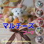花束 マルチーズの花束(6カラー)花 マルチーズ ミック犬 マルプー マルポメ チワマル マルチワ マルチワワ ぬいぐるみ入り花束 犬 DOG 花束 母の日フラワーギフトプレゼント 贈り物 誕生日 ギフト 卒業式 卒園式 結婚式 母の日 4,300円