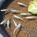 [あす楽] めだか メダカ 成魚 Mサイ