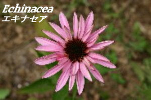 エクレクティック エキナセア 90粒 正規品 EclecticInstitute Inc. Echinacea supplement ハーブサプリメント サプリ エキナシア 2