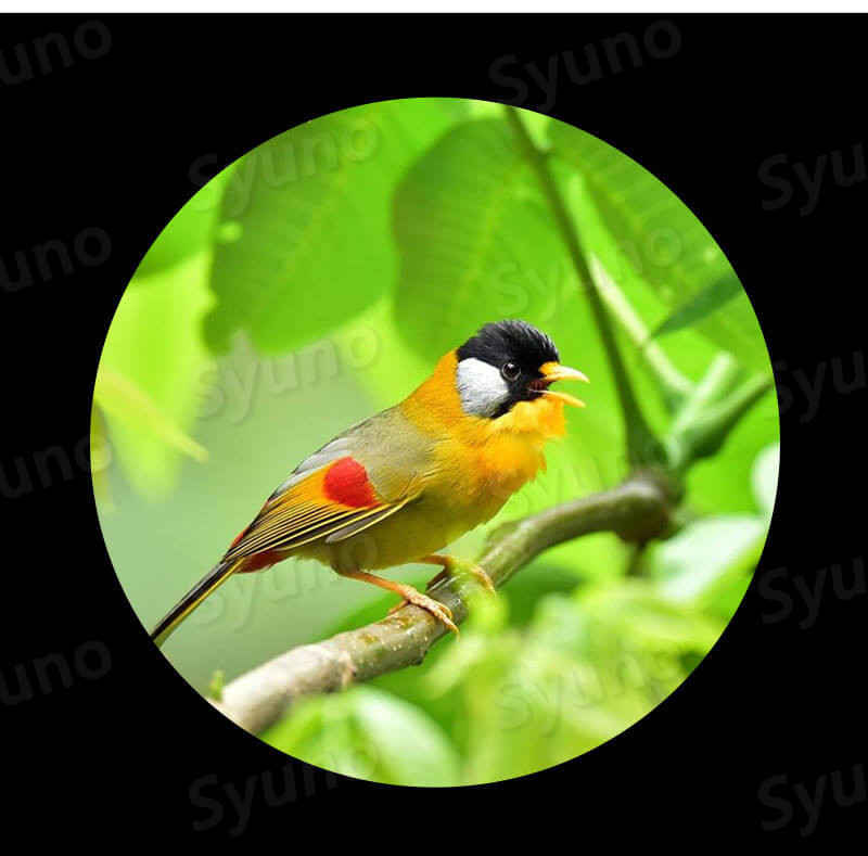 ���㤤ʪ�ޥ饽���P5�ܡ�ñ��˾��� �󤯤ηʿ���ڤ��ळ�Ȥ��Ǥ��ޤ� ����Ū�� ˾���� ���Ӥ���³��ǽ �������� 10���д�� ��Ļ�ѻ� �����ȥɥ��˺�Ŭ ŷ�δ�¬