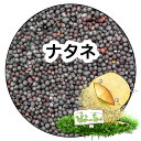 ナタネ (食品/種まき用ではありません):鳥の餌 インコ えさ