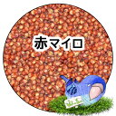 赤 マイロ:鳥の餌 インコ えさ