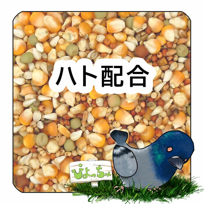 ぴよっちゅ ハト 配合 ： 鳩の餌 えさ