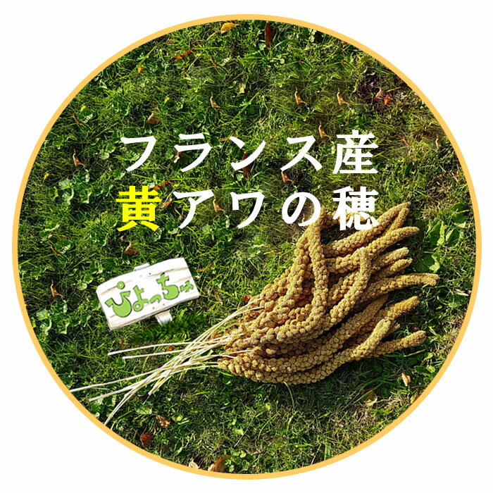 フランス産 黄 粟の穂: 鳥の餌 えさ