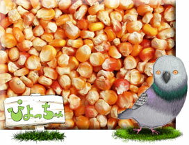メイズ （とうもろこし）　500g×2 ：　鳥の餌　えさ