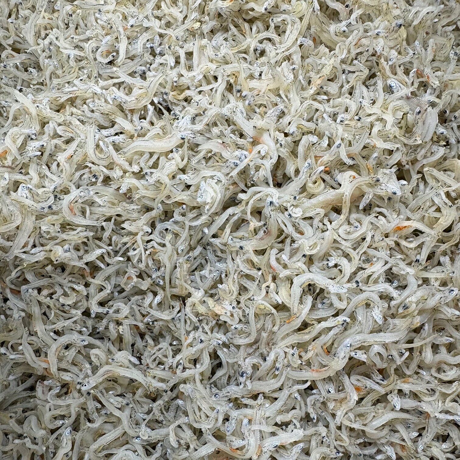 オープン記念　ちりめんじゃこ 1kg 　袋入り　兵庫県淡路産 中サイズ　送料無料 ソ...