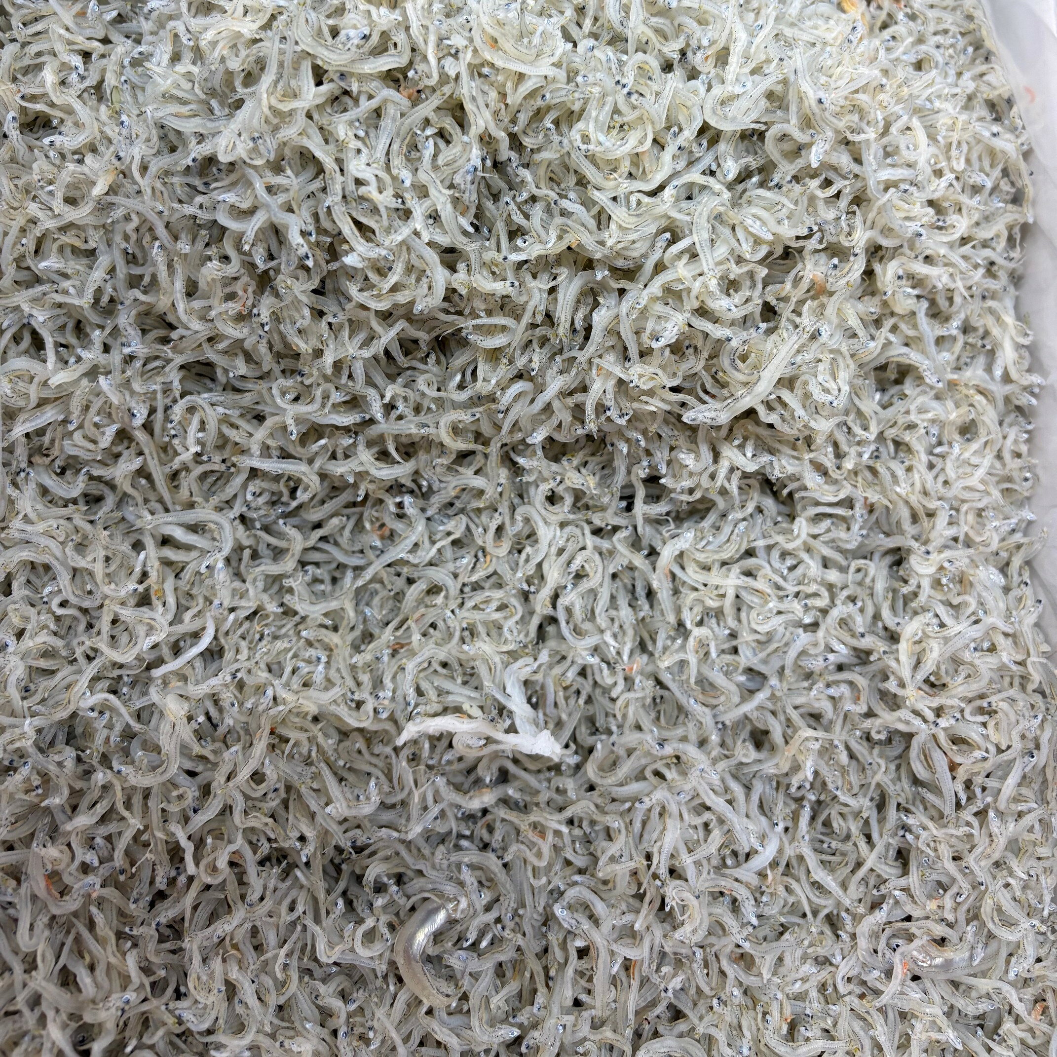オープン記念　ちりめんじゃこ 1kg 　袋入り　兵庫県淡路産 中サイズ　送料無料 ソ...