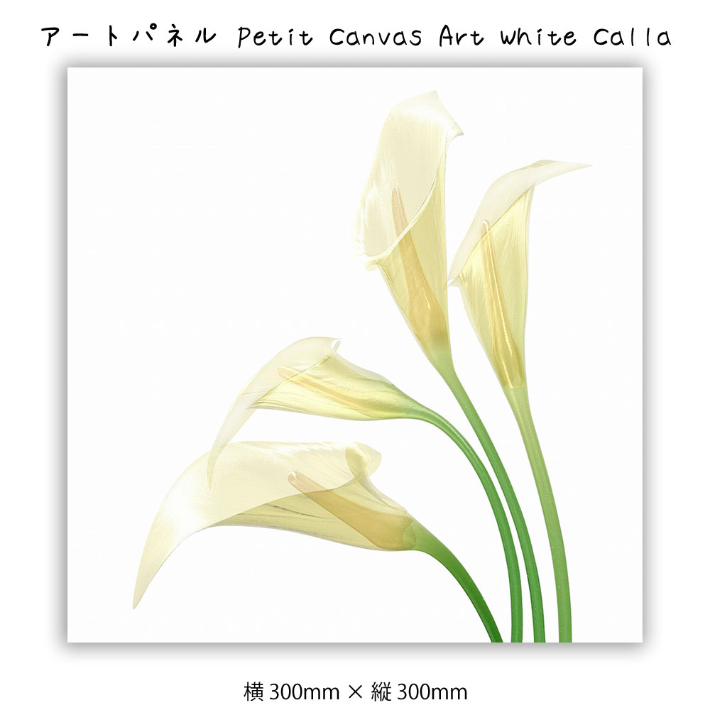 フラワー　壁掛け アートパネル Petit Canvas Art White Calla キャンバスアート 絵 壁掛け 壁飾り アートポスター レントゲン アート 花 ホワイト 白 300×300mm インテリア おしゃれ モダン アート 色彩 スタイリッシュ 植物 透ける写真 フレーム パネル 壁飾り 飾る ギフト プ