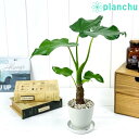 クワズイモ 観葉植物 アロカシア シマクワズイモ 3.5号鉢 受け皿付き 育て方説明書付き Alocasia cucullata アロイド