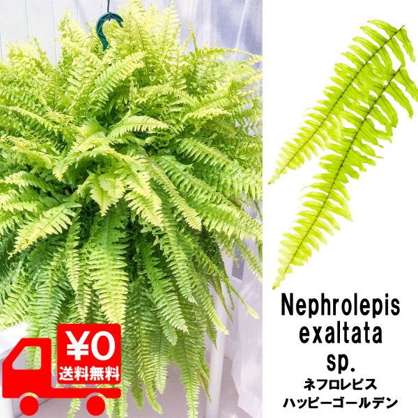 在庫有 観葉植物 シダ ネフロレピス ハッピーゴールデン 8号吊り鉢 育て方説明書付き Nephrolepis Exaltata Sp ボストンファーン ボストンファン Pa Rantau Go Id 在庫有 観葉植物 シダ ネフロレピス ハッピーゴールデン 8号吊り鉢 育て方説明書付き Nephrolepis Exaltata Sp ボストンファーン ボストンファン Pa Rantau Go Id