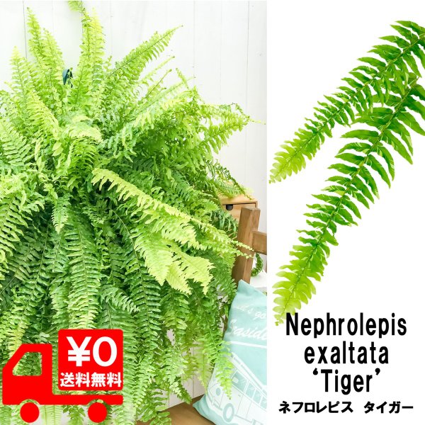 観葉植物 シダ ネフロレピス タイガー 8号吊り鉢 Nephrolepis exaltata ‘Tiger’ ボストンファーン ボストンファン ハッピーマーブル