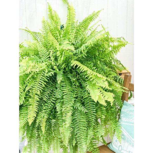 観葉植物 シダ ネフロレピス タイガー 8号吊り鉢 Nephrolepis exaltata ‘Tiger’ ボストンファーン ボストンファン ハッピーマーブル