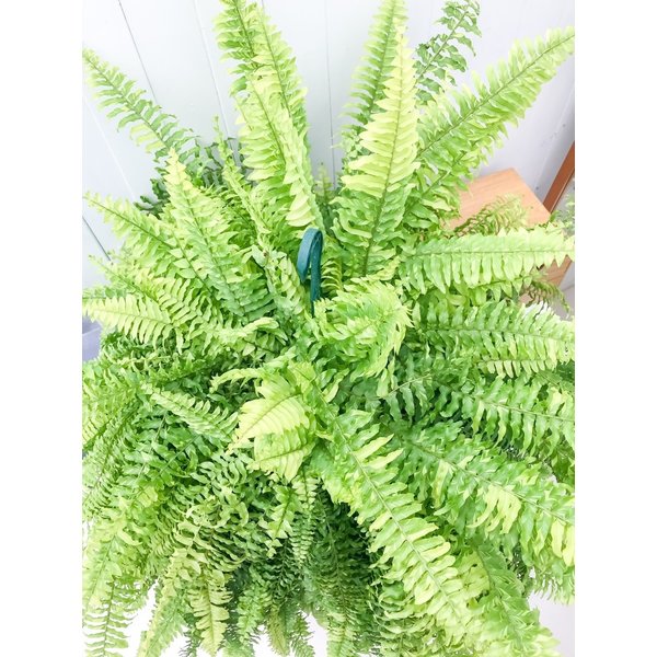 観葉植物 シダ ネフロレピス タイガー 8号吊り鉢 Nephrolepis exaltata ‘Tiger’ ボストンファーン ボストンファン ハッピーマーブル