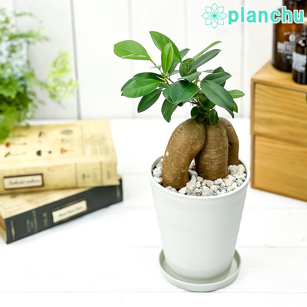 観葉植物 ガジュマル 4号鉢 受け皿付き 育て方説明書付き Ficus microcarpa フィカス ミクロカルパ 精霊の宿る木