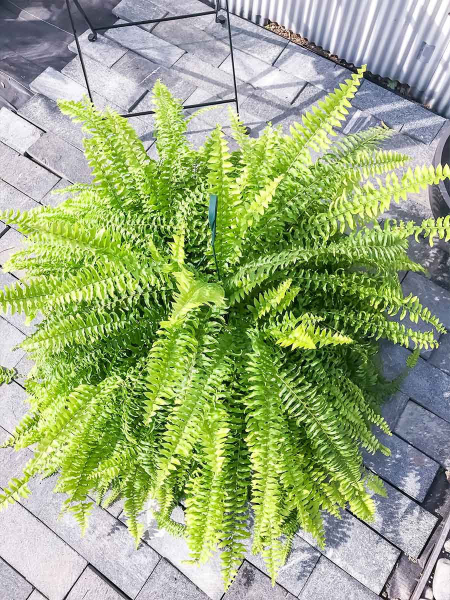 高級感特価ブランド 育て方説明書付き Nephrolepis Exaltata ボストンブルーベル ボストンファン プランチュ ボストンブルーベル 8号吊り鉢 ボストンファーン 店 ネフロレピス 観葉植物 Nephrolepis シダ ボストンファーン 花 観葉植物 Mariomattera Com