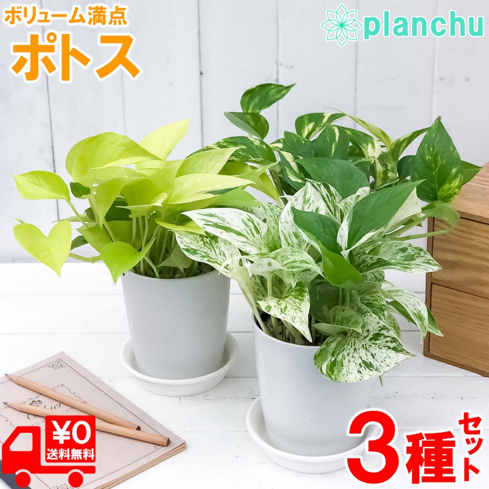 観葉植物 ポトス 3種セット ゴール