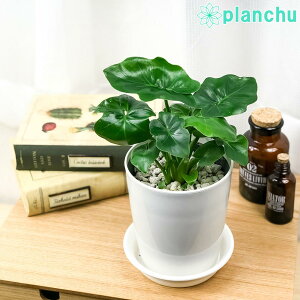 տʪ եǥɥ  ѡȥ 4ȭ դ դ Philodendron selloum ѥ ʼ 礭ʤʤ