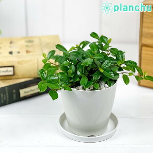 տʪ ե 󥰥 3.5ȭ դ դ Ficus vaccinioides Ĥޥ ƥϥ̥ӥ Хå˥ǥ