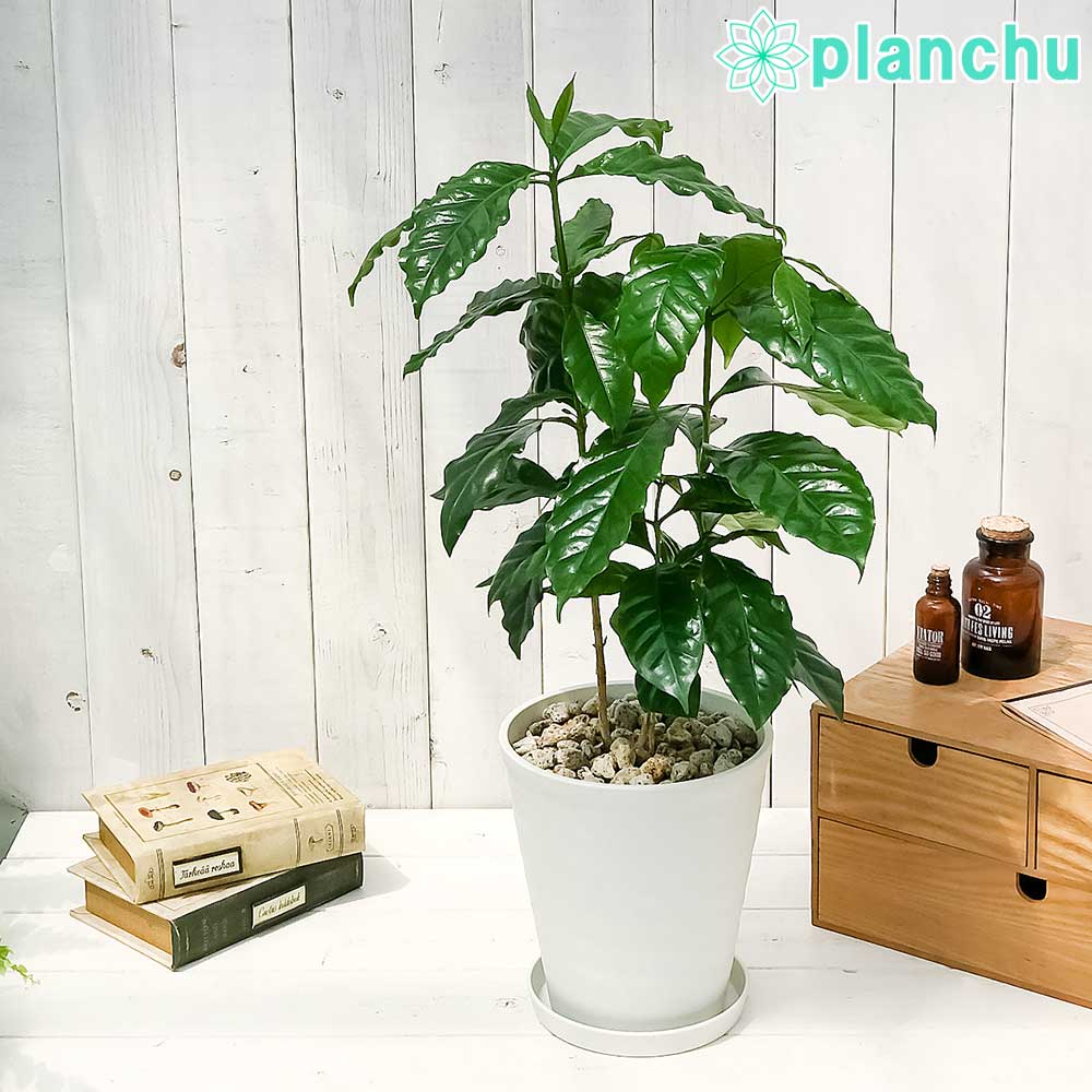 観葉植物 コーヒーノキ アラビカ 6号鉢 受け皿付き 育て方説明書付き Coffea arabica コーヒーの木 珈琲の木 アラビカコーヒーのサムネイル