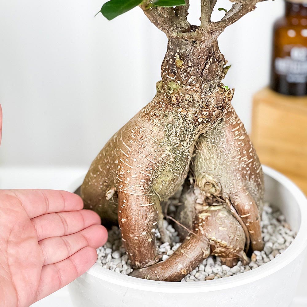 特別送料無料 観葉植物 ガジュマル 6号樹脂鉢 ホワイト 受け皿付き 育て方説明書付き 精霊の宿る木 フィカス ゴムノキ ゴムの木 包装無料 送料無料 Www Centrodeladultomayor Com Uy 特別送料無料 観葉植物 ガジュマル 6号樹脂鉢 ホワイト 受け皿付き 育て方説明書付き 精霊の宿る木 フィカス ゴムノキ ゴムの木 包装無料 送料無料 Www Centrodeladultomayor Com Uy