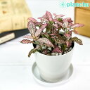 観葉植物 フィットニア おまかせ ピンク系 3.5号鉢 受け皿付き 育て方説明書付き Fittonia albivenis cv. アミメグサ