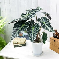 楽天市場 観葉植物 アロカシア アマゾニカ ポリー 6号鉢 受け皿付き 育て方説明書付き Alocasia Amazonica Polly アローカシア プランチュ 楽天市場店 楽天市場 観葉植物 アロカシア アマゾニカ ポリー 6号鉢 受け皿付き 育て方説明書付き Alocasia Amazonica Polly アローカシア プランチュ 楽天市場店